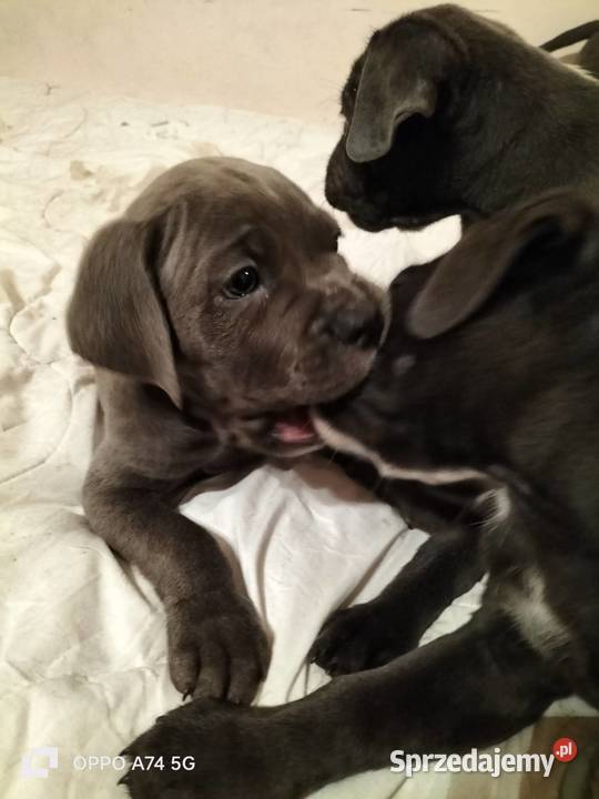 Wspaniałe szczeniaczki Cane Corso mazowieckie sprzedam