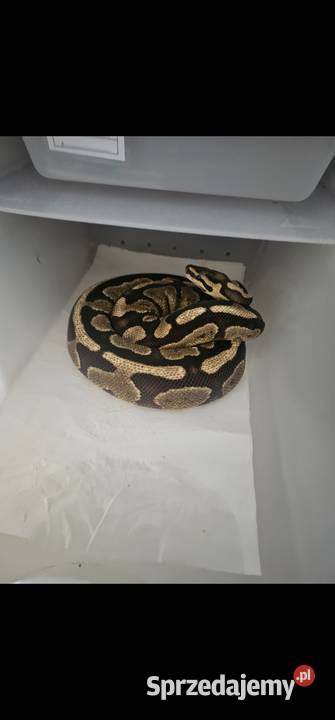 Hodowla wezy pyton królewski 4 Szczecin