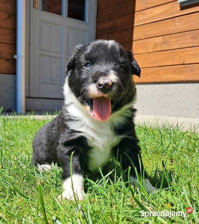 Border Collie piesek BOSS z hodowli NEGRESSE