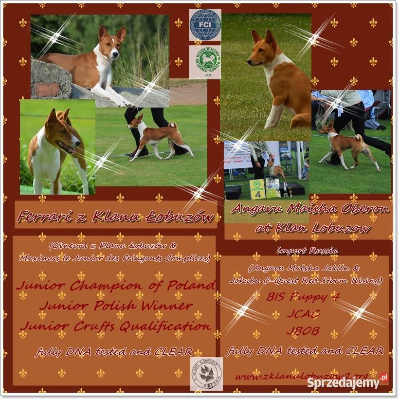 Basenji sunia Z Klanu Łobuzów FCI paszport EU Pozostałe Chełm