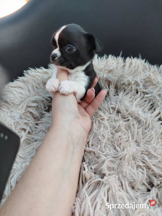 Pieski chihuahua Chihuahua mazowieckie Płońsk