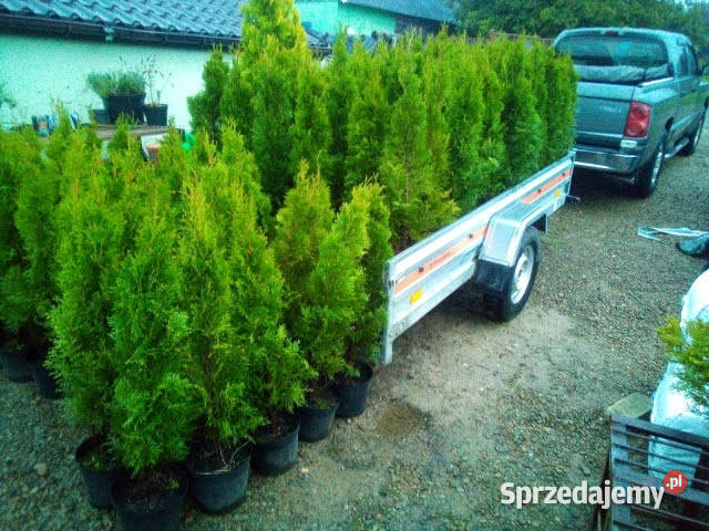 Tuja szmaragd tuje thuja szmaragdowa Warszawa