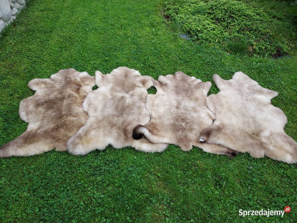 Skóra Owcza Naturalna MURDZIATA Czarnogłówka Pozostałe Szaflary