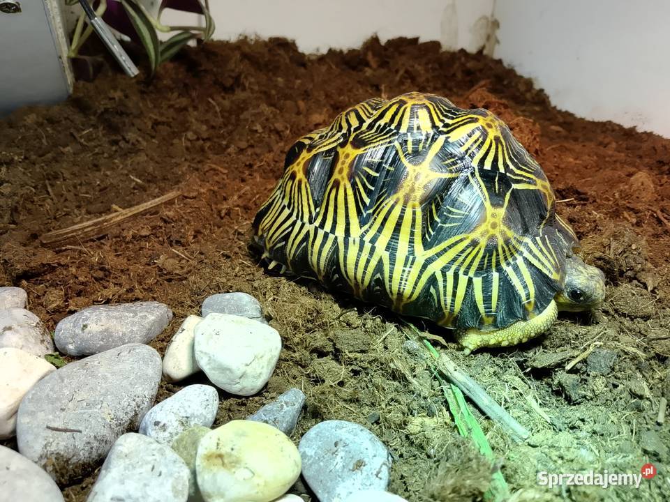 Żółw lądowy promienisty terrarium