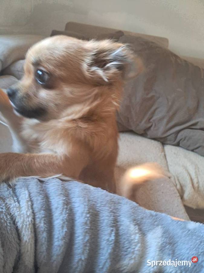 Szczeniak chihuahua Psy