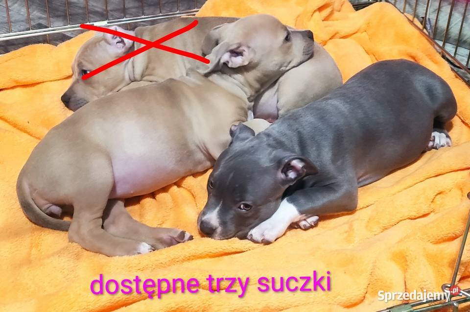 Amstaff American staffordshire terrier opolskie Strzelniki