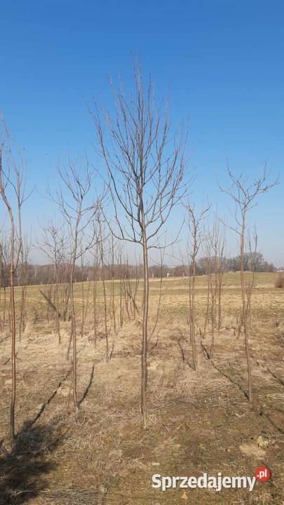 Jarząb pospolity Sorbus aucuparia 1016 Nałęczów