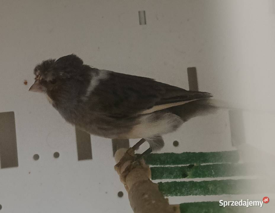 Sprzedam kanarki glostery arlekiny portugalskie mazowieckie Zielonka sprzedam