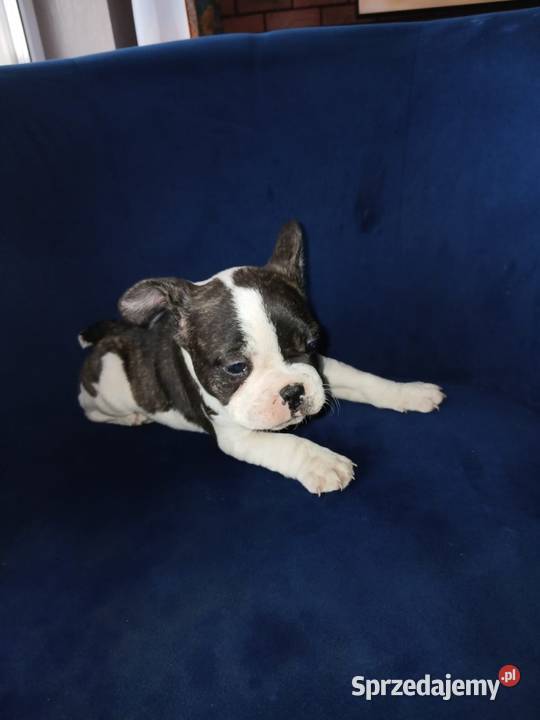 Buldog francuski piesek