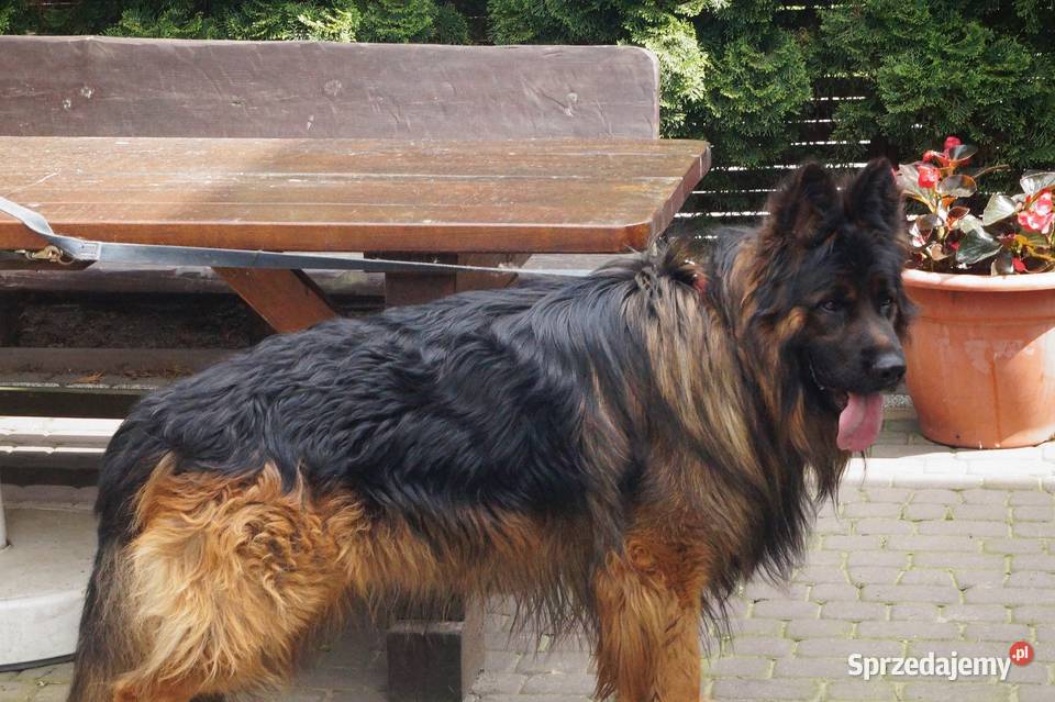 owczarek niemiecki szczeniak długowłosy z Radom