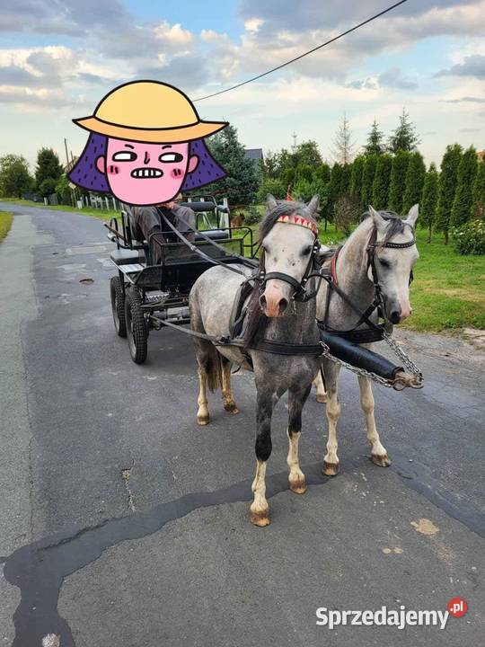 4letni Ogier Walijski Reńska Wieś