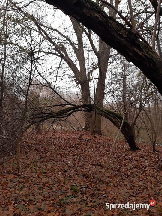Działka budowlana z linią brzegową Gronów