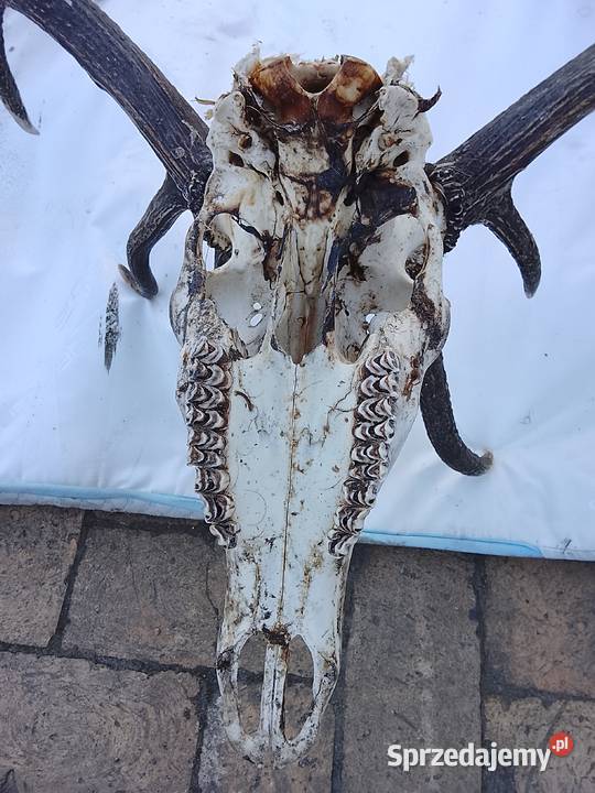 Wieniec jelenia 14stak Pozostałe Żary