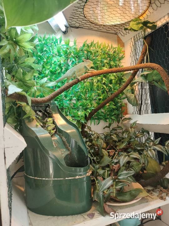 Sprzedam dwa kameleony Rybnik