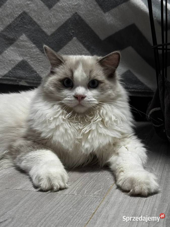 FPL kocur RAGDOLL blue bicolour Ragdoll Poręba sprzedam