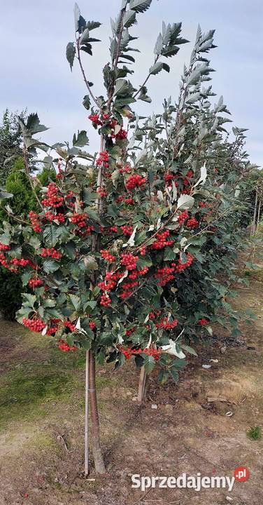 Jarząb szwedzki obwód 1014 małopolskie