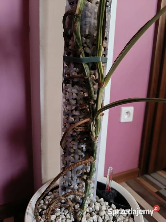 Monstera Albo variegata węzeł z korzeniami wet Kaźmierz