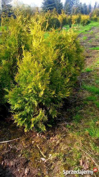Tuja Europe Gold złotożółta tuja Kraków Proszowice