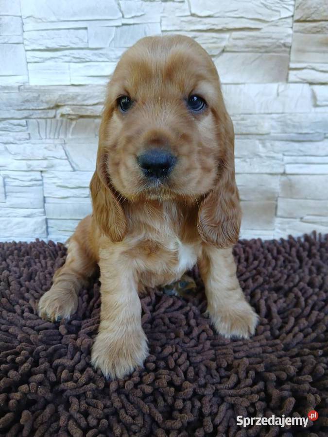 Śliczne Szczenięta Cocker Spaniel Angielski