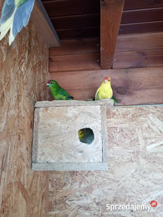 Sprzedam papugi modrolotki kozie Mechlin