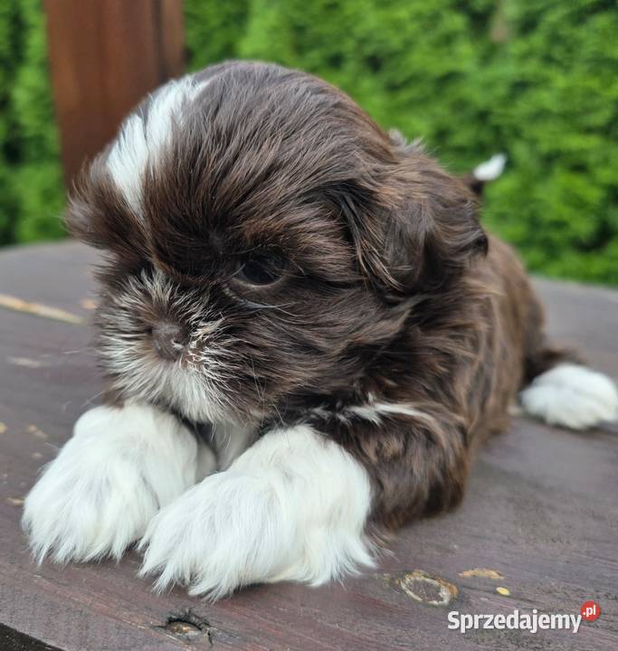 Szczeniaki shih tzu rezerwacja Kielce