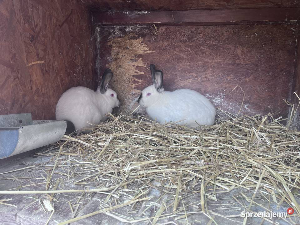 Króliki Kalifornijske