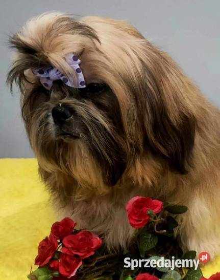 ShihTzu FCI sprzedam