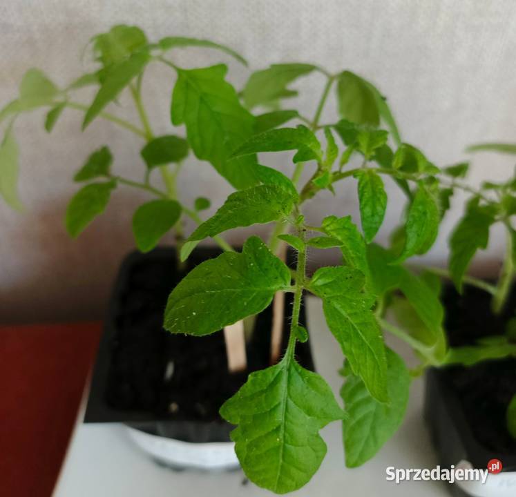 Sadzonki pomidora koktaailowego Cherry Tomato Łódź