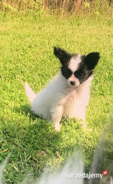 Papillon Spaniel kontynentalny Warszawa