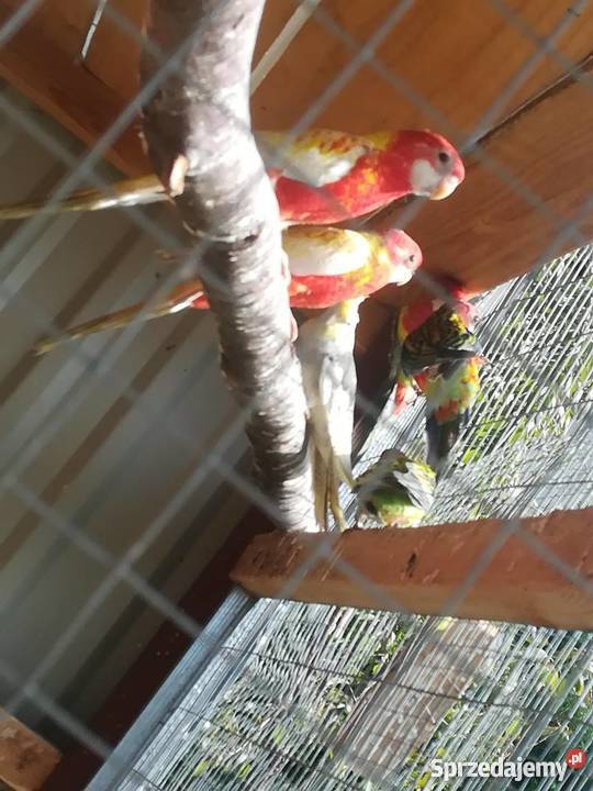 sprzedam rozelle białolice różne mutacje Wodzisław Śląski