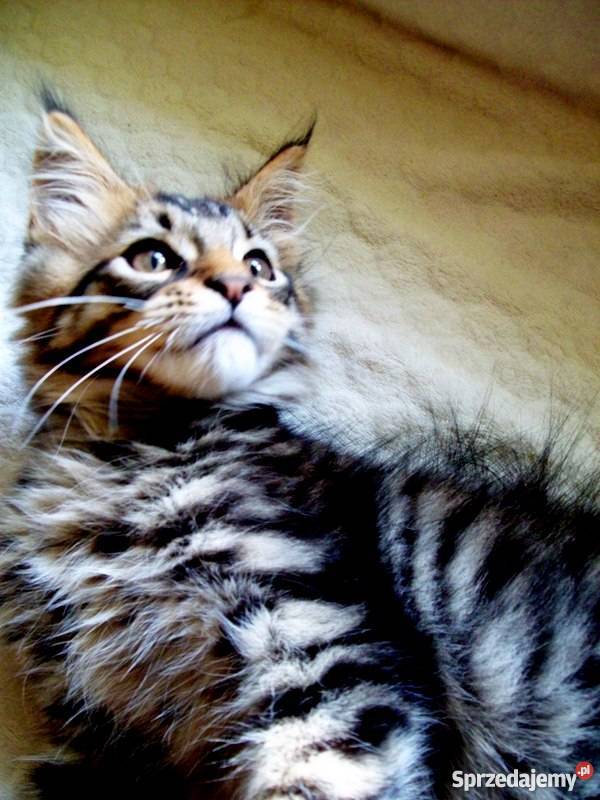 Kocięta Maine Coon Radom