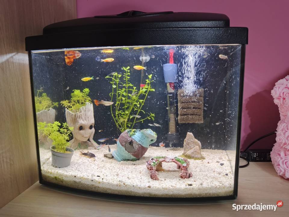 CZYTAJ OPIS Akwarium z pełnym wyposażeniem Agnopol