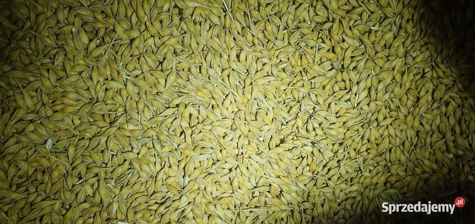 Słonecznik Owies Kukurydza Groch Sorgo Gryka Frydrychowice sprzedam