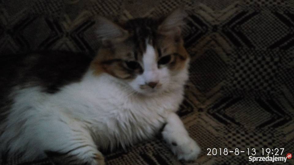 Oddam Pół rasowe kocięta Ragdoll Chełm sprzedam
