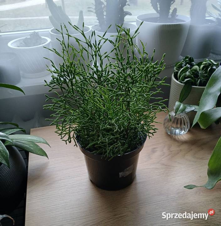 Hatiora salicornioides ładna duża sadzonka Rośliny domowe Częstochowa