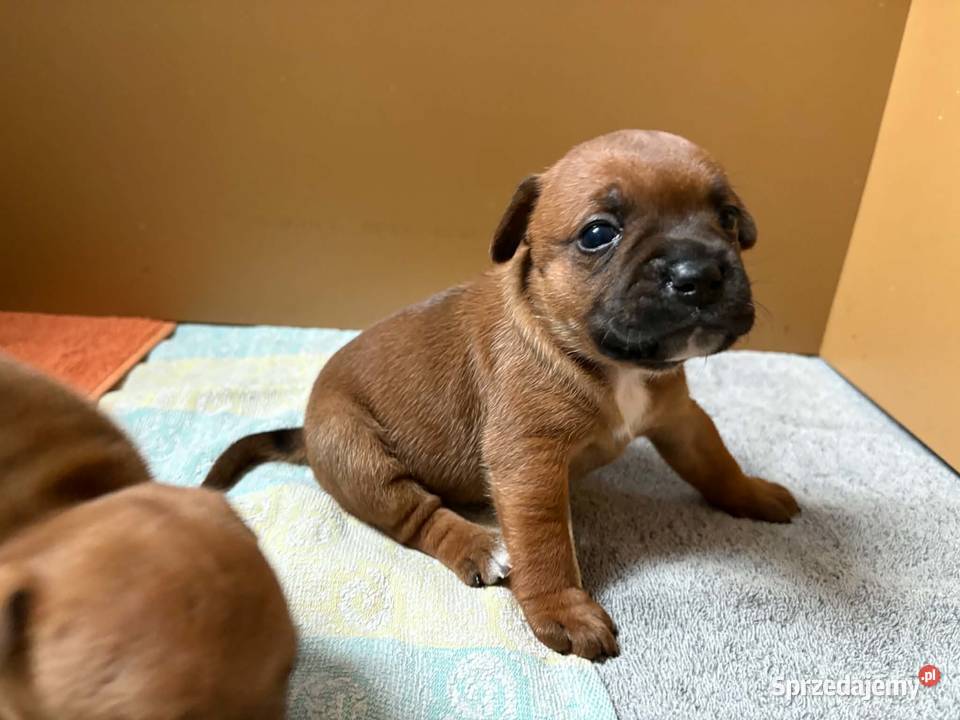 Szczeniaki Staffordshire Bull Terrier kujawsko-pomorskie Brodnica