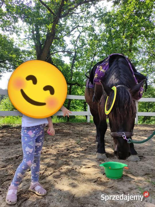 Sprzedam karego wałacha PKZ około 160 Oleśnica