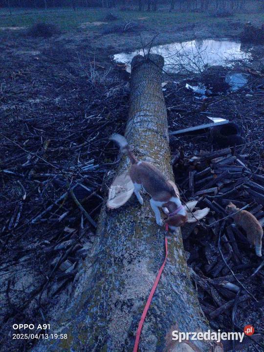 Sprzedam topolę Szypliszki