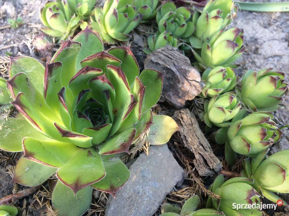 Rojnik murowy Lublin