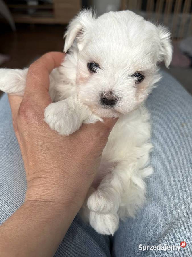 Maltańczyk mini sunia Maltańczyk Maltańczyk