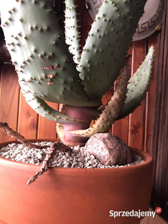 Aloes Aloe Ferox piękny rzadki w Polsce gatunek Piastów