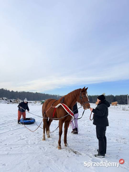 Pontony Śnieżne do holowania koniem