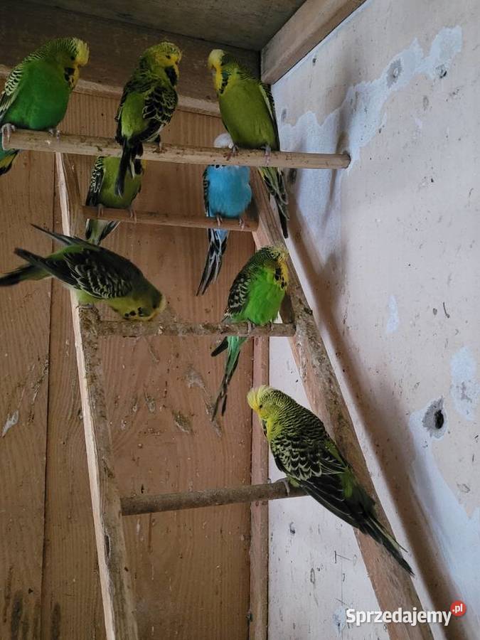 Papugi wpf Międzyrzecz sprzedam
