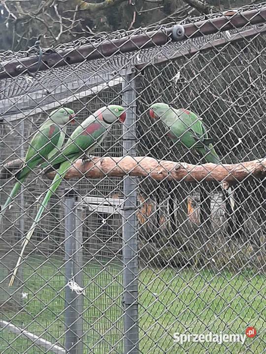 Aleksandretty wielkie 24r Skała