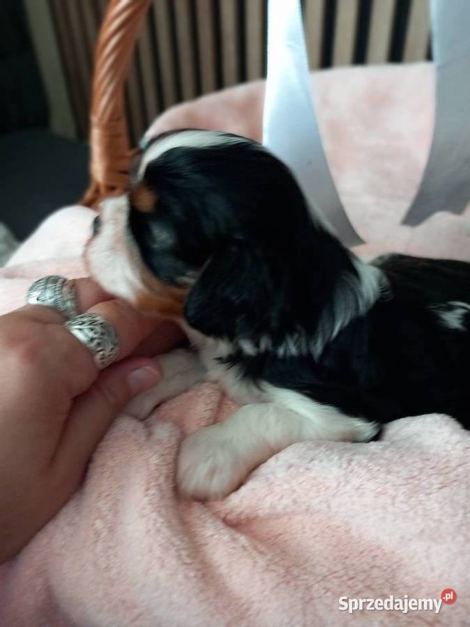 Cavalier King Charles Spaniel Strzelce Opolskie sprzedam