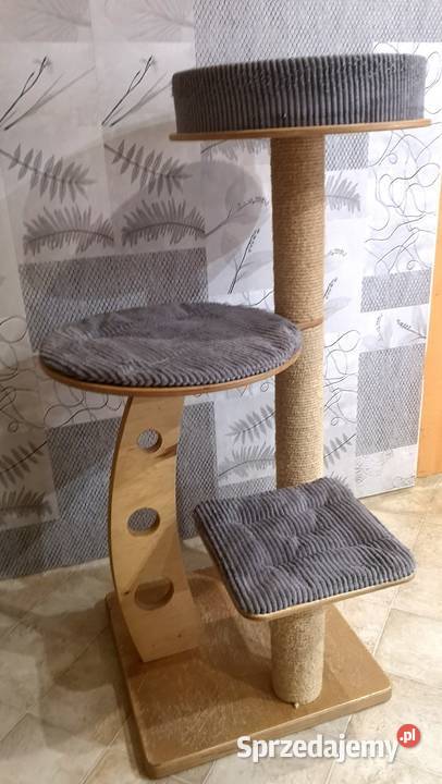 Masywny drapaka kota Wrocław