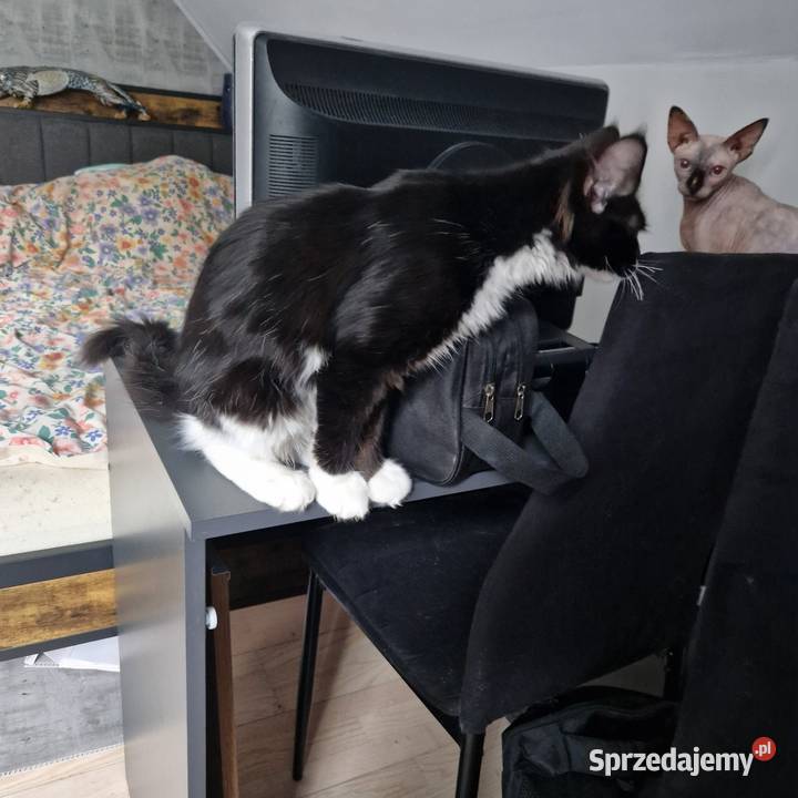 Koty Maine Coon Jamielnik sprzedam