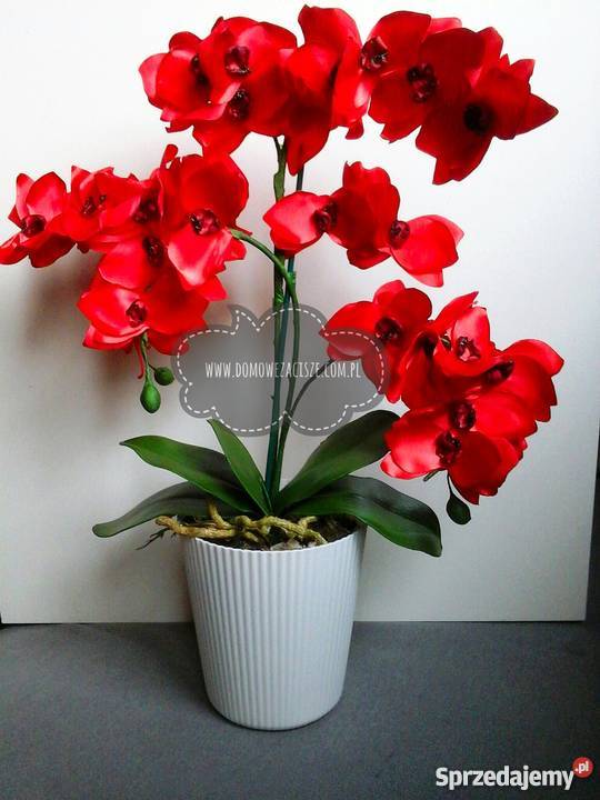 Storczyki ze wstążki