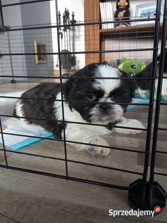 Shihtzu pieski szczeniaki Dębica