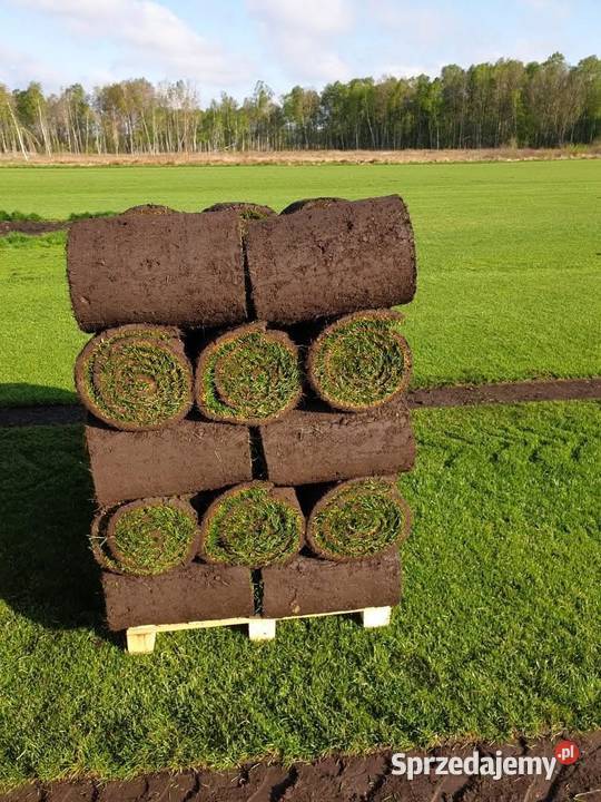 Trawa z rolki z siatką na Kreta polski producent Trawy